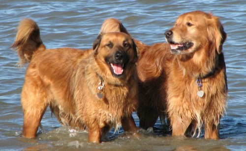 Chester_and_kai_smiling