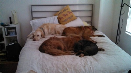 Let_sleeping_dogs_lie